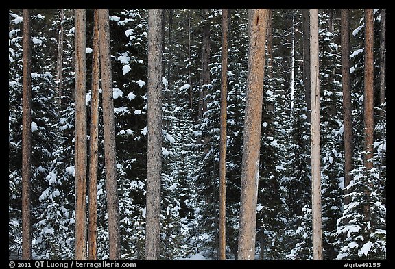 Pine tree trunks and snowy forest. Grand Teton National Park (color)