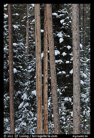 Trunks and evergreen in winter. Grand Teton National Park (color)