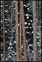 Trunks and evergreen in winter. Grand Teton National Park ( color)