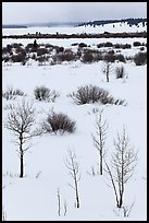 Bare trees and shurbs, frozen Jackson Lake. Grand Teton National Park ( color)