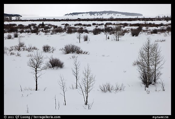 Winter landscape with bare trees and shrubs, Willow Flats. Grand Teton National Park (color)