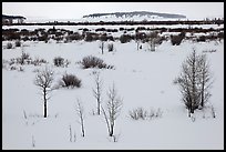 Winter landscape with bare trees and shrubs, Willow Flats. Grand Teton National Park ( color)