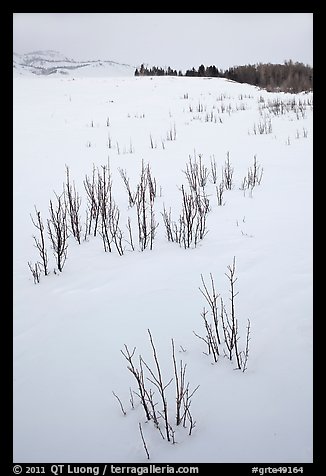 Shrubs in white landscape. Grand Teton National Park (color)
