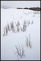 Shrubs in white landscape. Grand Teton National Park ( color)
