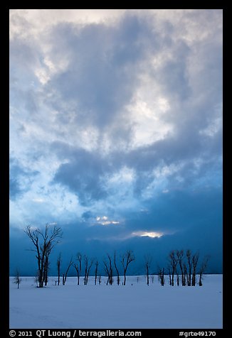 Sunset sky, stark trees in winter. Grand Teton National Park, Wyoming, USA.