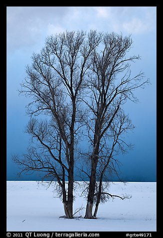 Bare cottonwood trees, snow and sky. Grand Teton National Park (color)