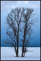 Bare cottonwood trees, snow and sky. Grand Teton National Park ( color)