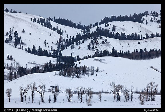 Hills and trees, Blacktail Butte in winter. Grand Teton National Park (color)