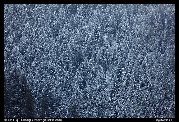 Hillside with frozen conifers. Grand Teton National Park (color)