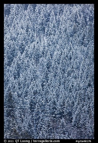 Dense snowy conifer forest. Grand Teton National Park, Wyoming, USA.