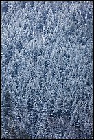 Dense snowy conifer forest. Grand Teton National Park ( color)