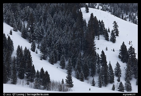 Conifers on hillside in winter. Grand Teton National Park, Wyoming, USA.