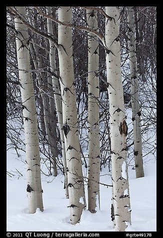 Aspen trunks in winter. Grand Teton National Park (color)