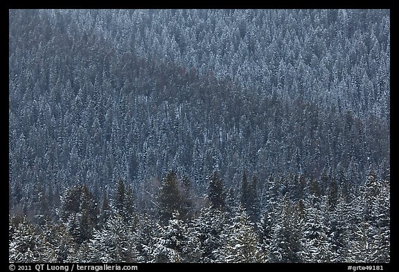 Snowy forest on mountainside. Grand Teton National Park (color)