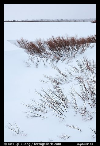 Winter landscape with shrubs and frozen Jackson Lake. Grand Teton National Park (color)