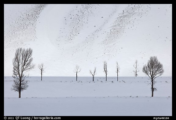 Bare trees and butte in winter. Grand Teton National Park (color)