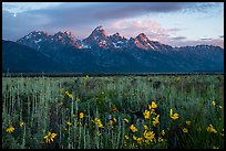 Wildflowers and Tetons at sunrise, Antelope Flats. Grand Teton National Park ( color)