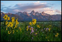 Arrowleaf Balsam Root and Tetons at sunrise from Antelope Flats. Grand Teton National Park ( color)