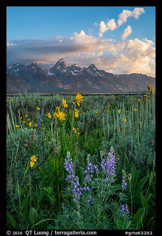 Lupine, Arrowleaf Balsam Root, and Tetons from Antelope Flats. Grand Teton National Park, Wyoming, USA.
