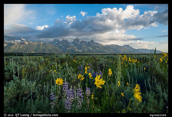 Lush wildflowers and Tetons from Antelope Flats. Grand Teton National Park (color)