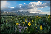 Lush wildflowers and Tetons from Antelope Flats. Grand Teton National Park ( color)