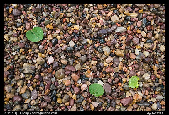 Close-up of colorful pebbles and fallen aspen leaves, Jackson Lake. Grand Teton National Park (color)