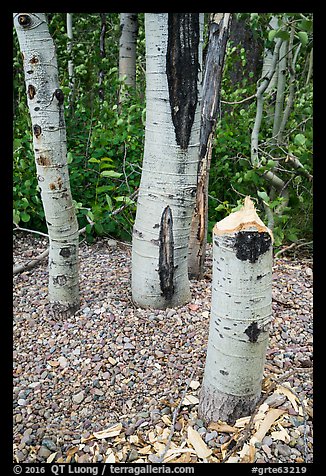 Aspen tree chewed and downed by beavers. Grand Teton National Park (color)