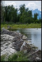 Beaver Dam near Schwabacher Landing. Grand Teton National Park ( color)