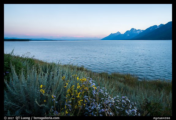 Wildflowers and Teton range from Jackson Lake, dusk. Grand Teton National Park (color)
