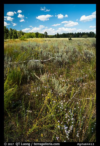 Sagebrush meadow, Laurence S. Rockefeller Preserve. Grand Teton National Park (color)