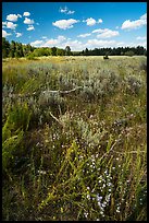 Sagebrush meadow, Laurence S. Rockefeller Preserve. Grand Teton National Park ( color)