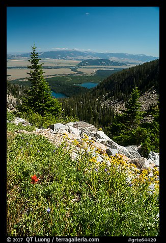 Wildflowers, view over Jackson Hole from Garnet Canyon. Grand Teton National Park, Wyoming, USA.