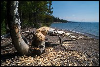 Tree feeled by beavers, Colter Bay. Grand Teton National Park ( color)