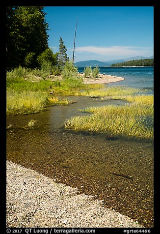 Island shoreline with grasses and clear water, Colter Bay. Grand Teton National Park, Wyoming, USA.