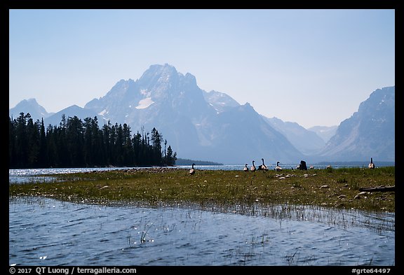 Geese and Mt Moran, Colter Bay. Grand Teton National Park (color)
