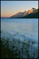 Teton range and Jackson Lake seen from Lizard Creek, sunrise. Grand Teton National Park, Wyoming, USA.