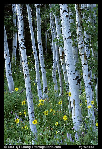 Sunflowers, lupines and aspen forest. Grand Teton National Park (color)