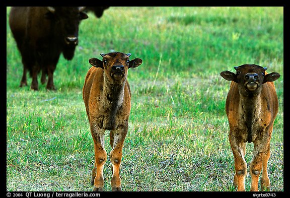 Bison calves. Grand Teton National Park (color)