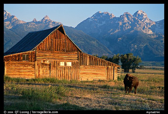 Bison in front of barn, with Grand Teton in the background, sunrise. Grand Teton National Park, Wyoming, USA.