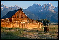 Bison in front of barn, with Grand Teton in the background, sunrise. Grand Teton National Park, Wyoming, USA.