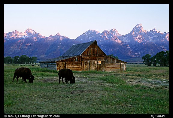 Bisons in front of barn below Teton range. Grand Teton National Park, Wyoming, USA.