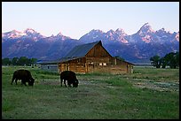 Bisons in front of barn below Teton range. Grand Teton National Park, Wyoming, USA.