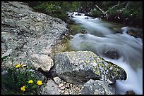 Dandelion along Cascade Creek. Grand Teton National Park ( color)