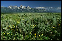 Arrowleaf balsam root and Teton range, morning. Grand Teton National Park, Wyoming, USA.