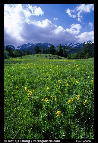 Yellow summer flowers in Horseshoe park. Rocky Mountain National Park (color)