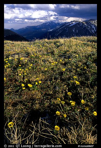 Alpine flowers on the tundra along Trail Ridge road. Rocky Mountain National Park (color)