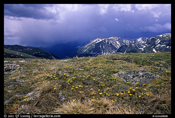 Alpine wildflowers and summer storm along Trail Ridge road. Rocky Mountain National Park (color)
