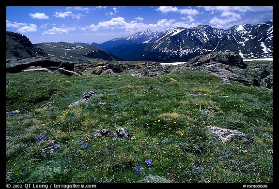 Alpine flowers on  tundra along Trail Ridge road. Rocky Mountain National Park (color)