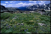 Alpine flowers on  tundra along Trail Ridge road. Rocky Mountain National Park, Colorado, USA. (color)
