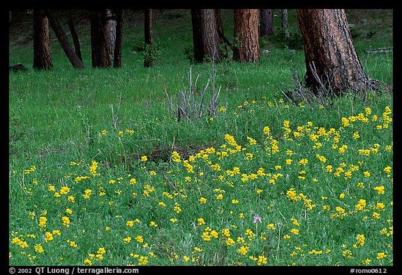 Flowers and tree trunks. Rocky Mountain National Park, Colorado, USA.